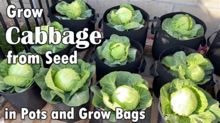How do you grow cabbage Hispi