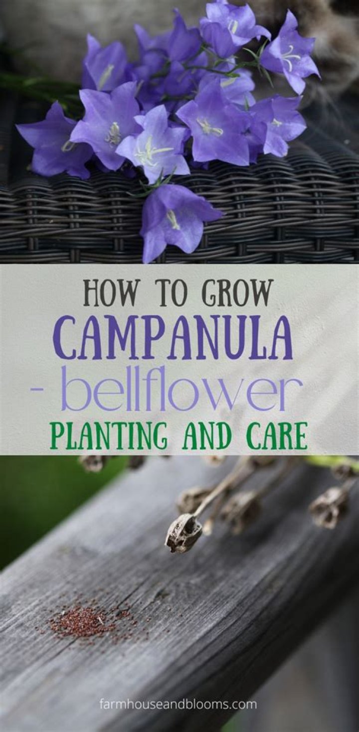 How do you grow Campanula glomerata