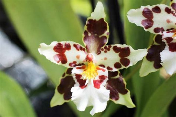 How do you grow Oncidium