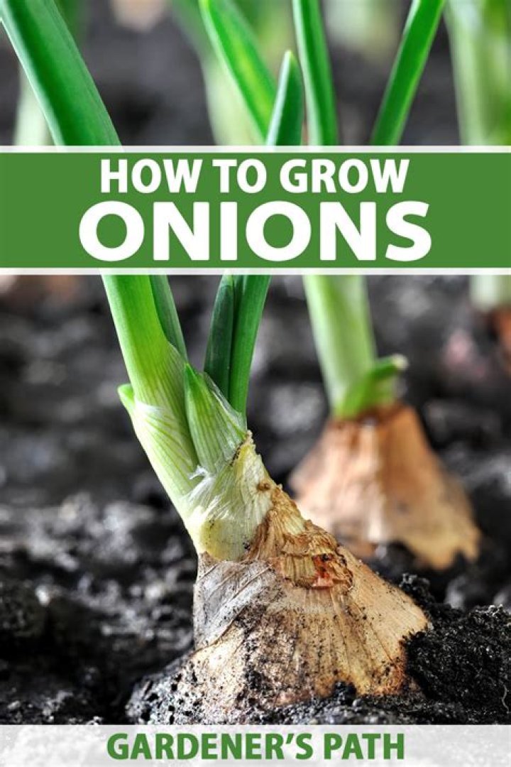 How do you grow onions from sprouted onions