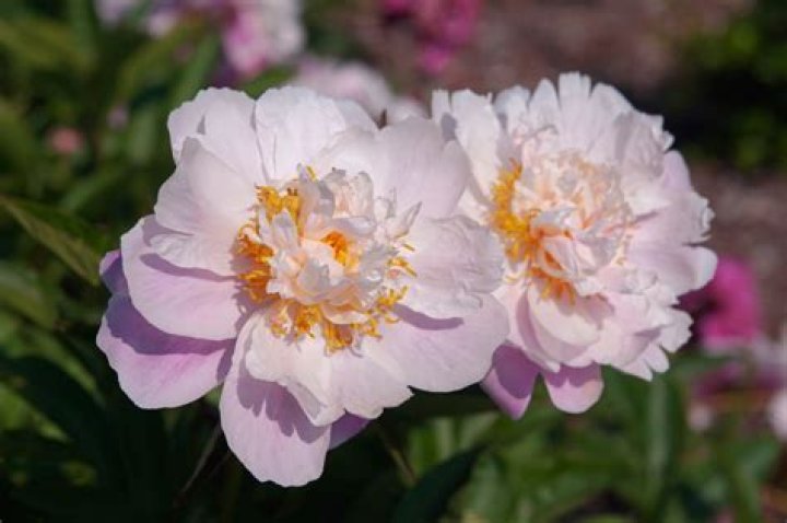 How do you grow Paeonia lactiflora