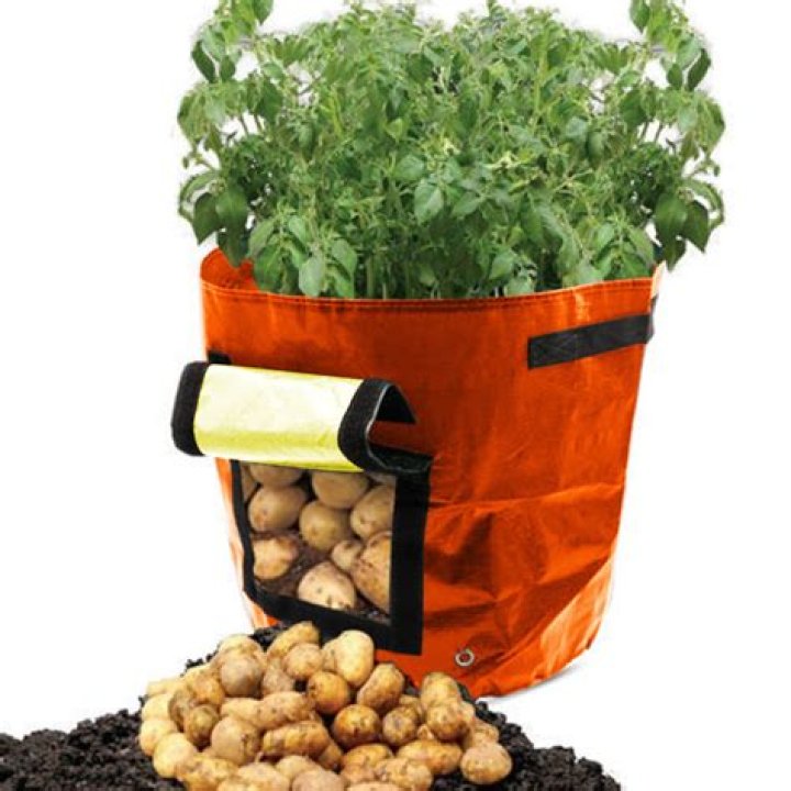 How do you grow potatoes in a potato planter bag