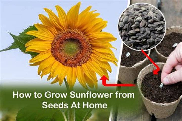 How do you grow sunflower seeds indoors