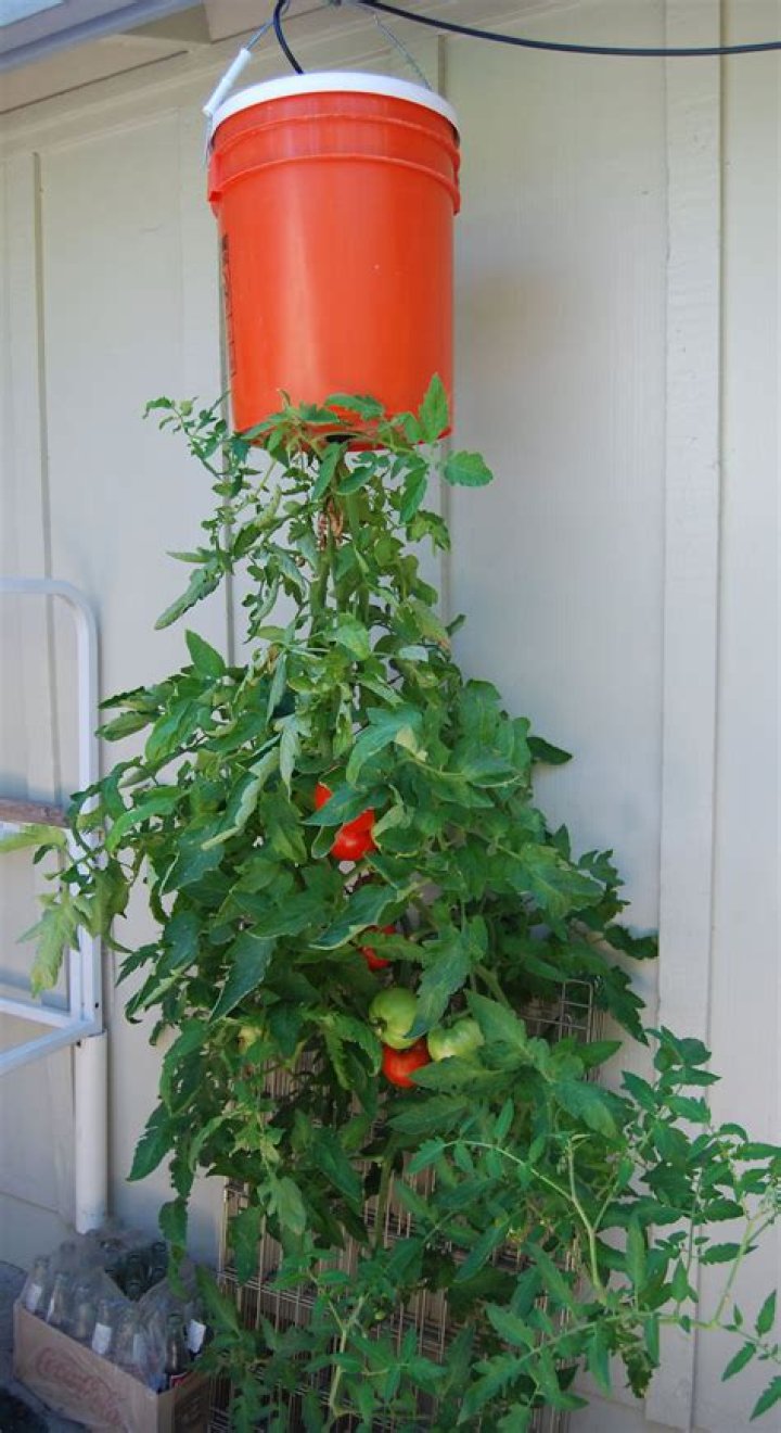 How do you grow tomatoes upside down in a hanging basket