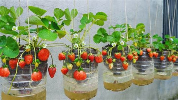 How do you hang strawberry plants
