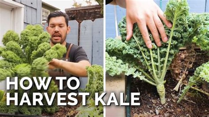 How do you harvest black kale
