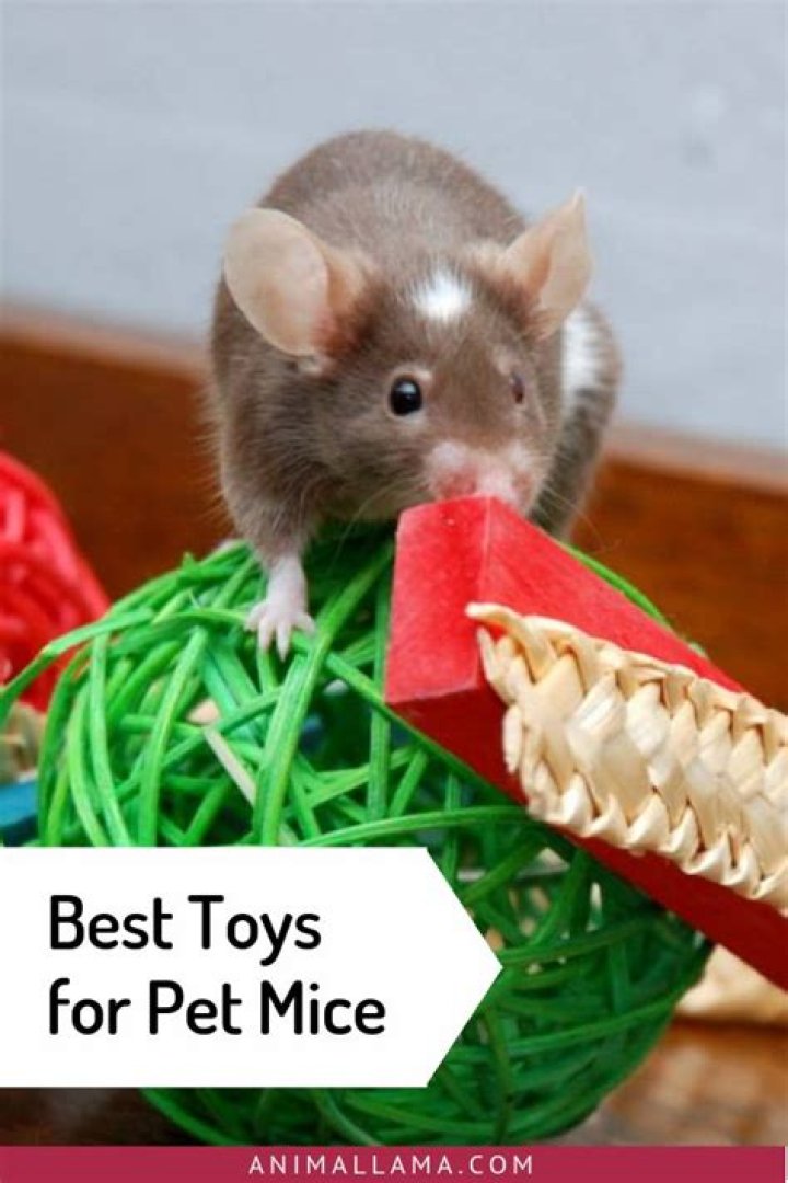 How do you keep mice entertained