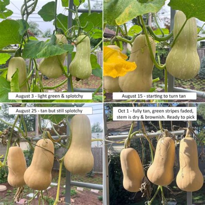 How do you know when a patty pan squash is ripe