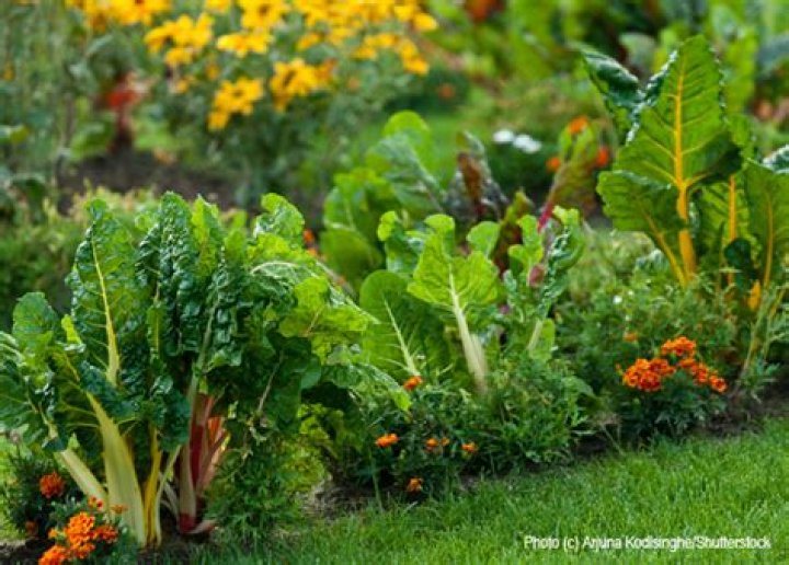 How do you make an edible garden