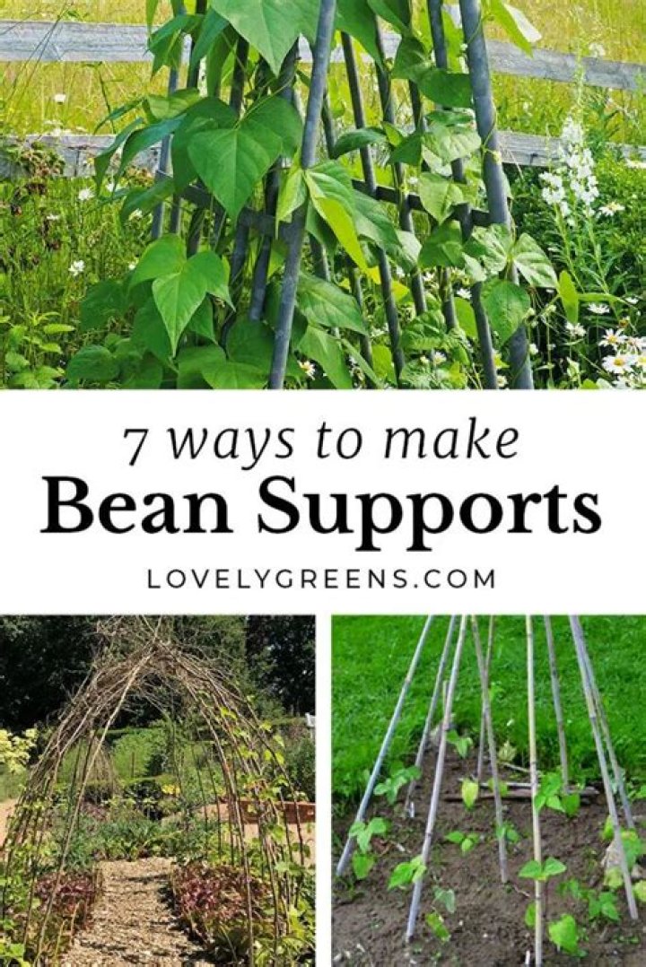 How do you make support for climbing beans