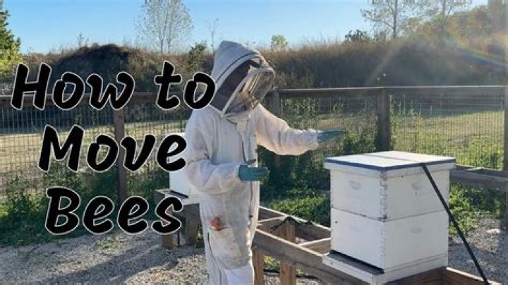How do you move bees to another hive