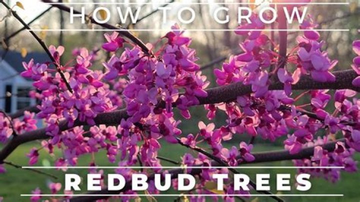 How do you plant a eastern redbud tree