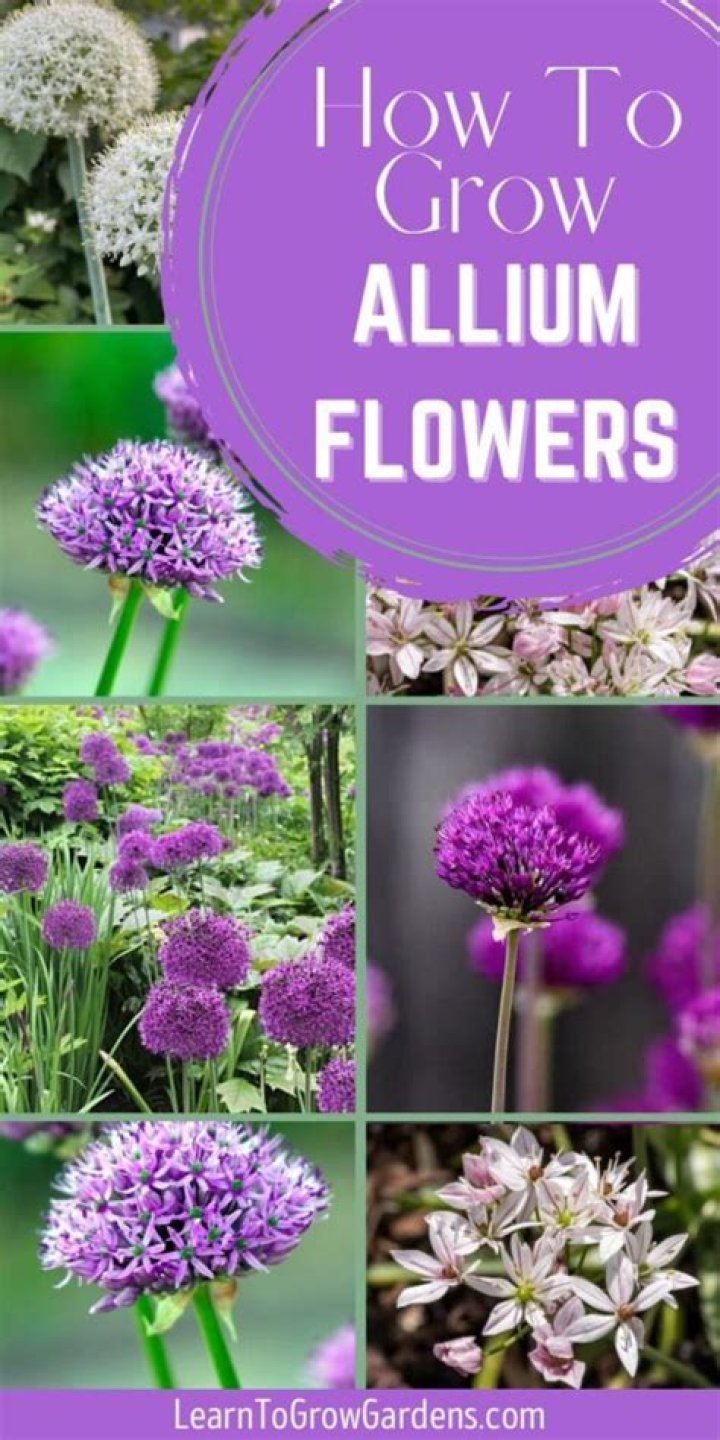How do you plant Allium Christophii bulbs