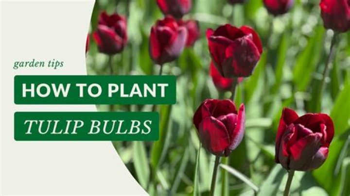 How do you plant Siam tulip bulbs