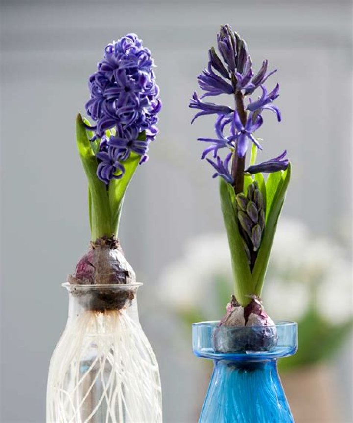 How do you prepare hyacinth bulbs forcing