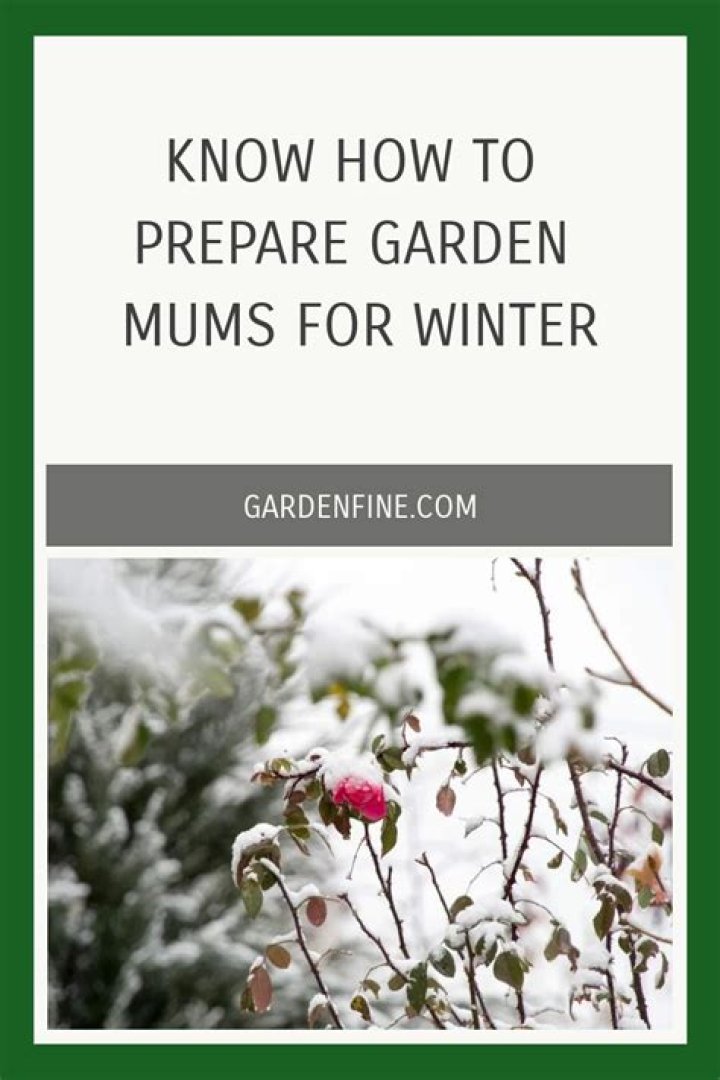 How do you prepare mums for winter