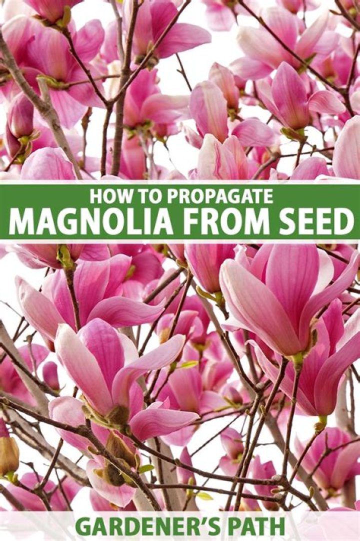How do you propagate Jane magnolia