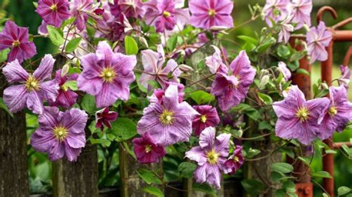 How do you prune a Clematis montana Elizabeth