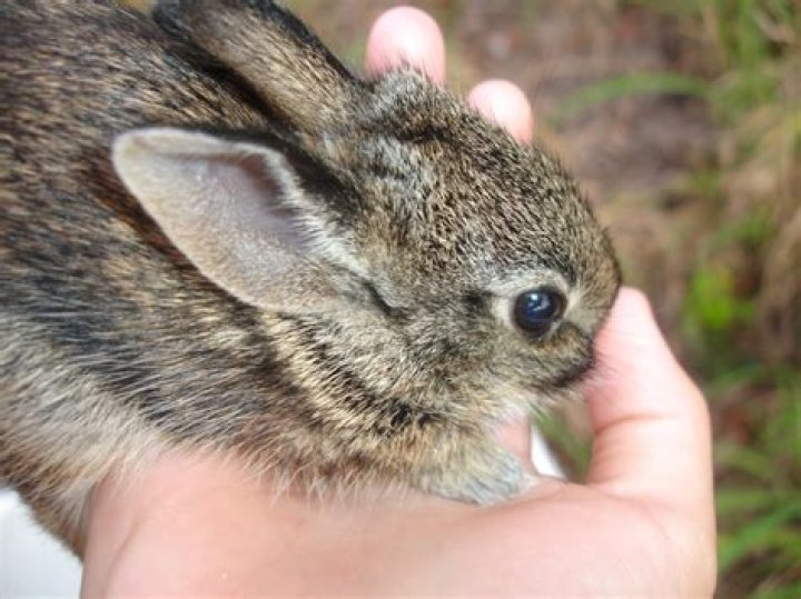 How do you save a wild baby bunny