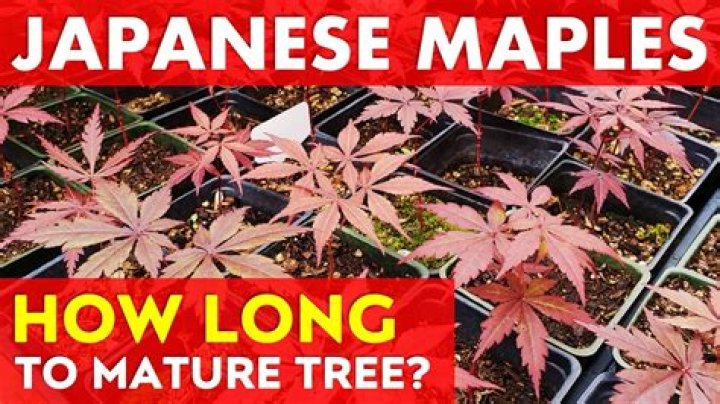 How do you speed up the growth of a Japanese maple tree