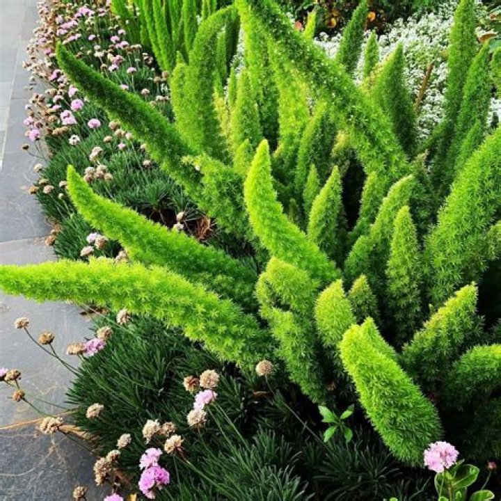 How do you take care of a foxtail fern in the winter