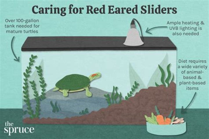 How do you take care of a red ear slider turtle
