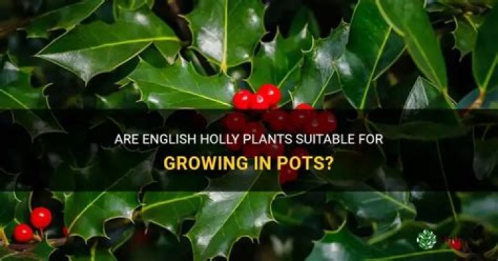 How do you take care of green English holly