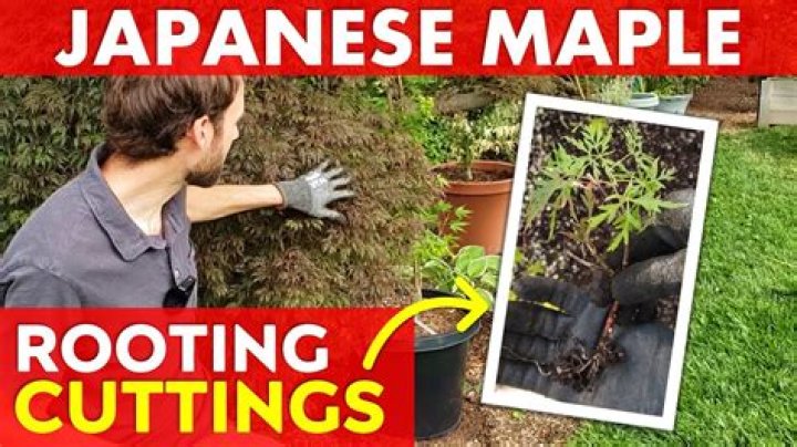 How do you take cuttings from a japonica