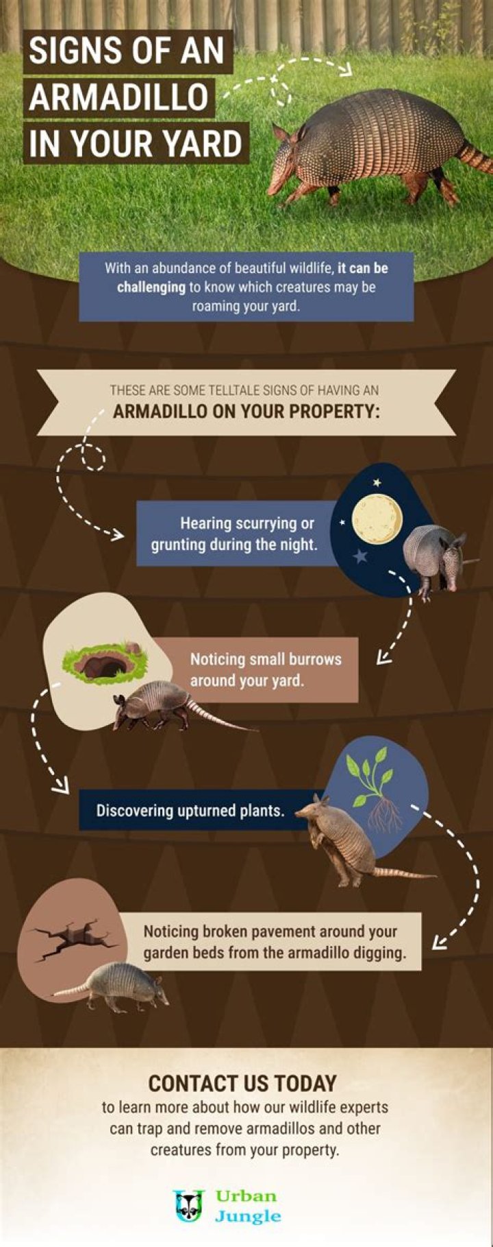 How do you tell if you have an armadillo in your yard