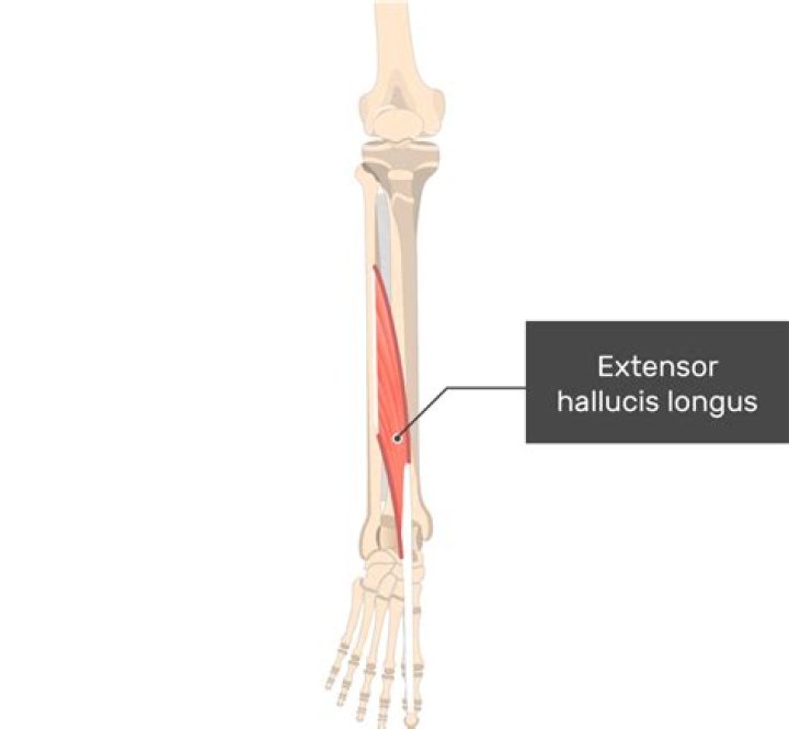 How do you test for extensor hallucis longus