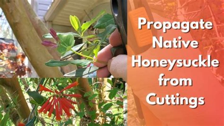 How do you treat honeysuckle blight