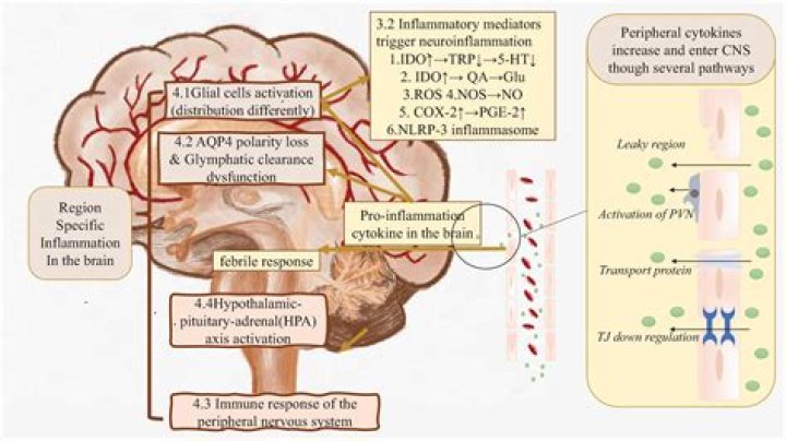 How do you treat inflammation in the brain