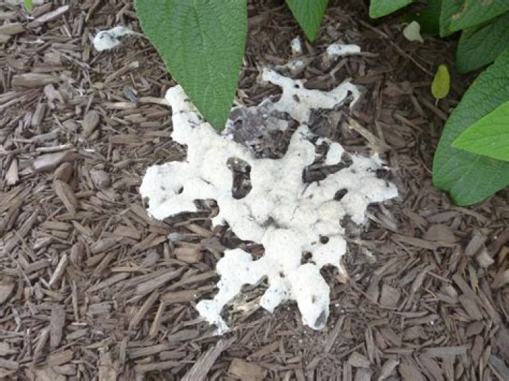 How do you treat mold in mulch