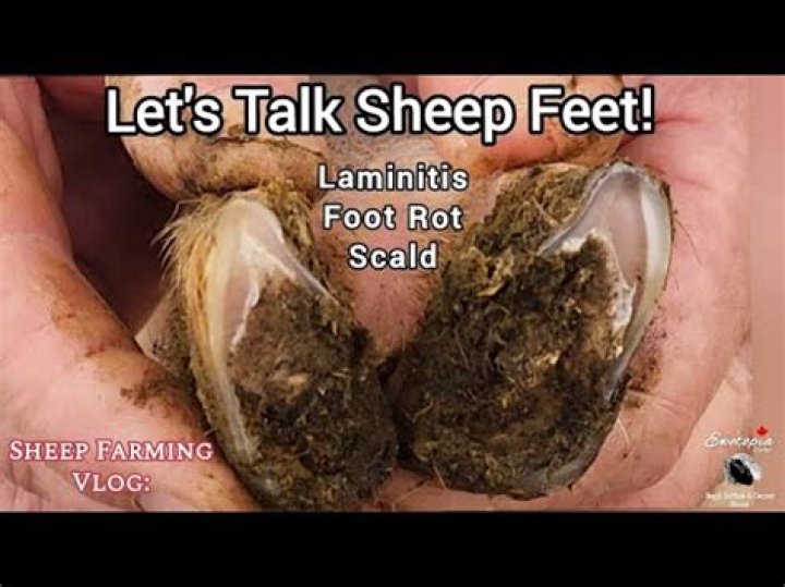 How do you treat scalded feet in goats