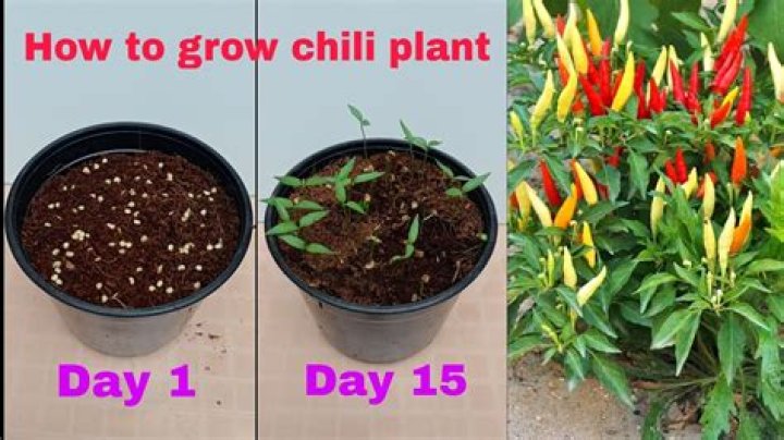 How do you trim a chilli plant