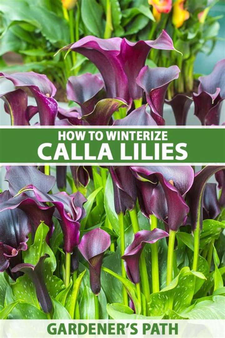 How do you winterize calla lily bulbs