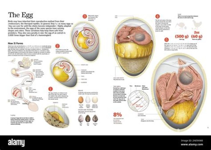 How does a bird embryo grow in an egg