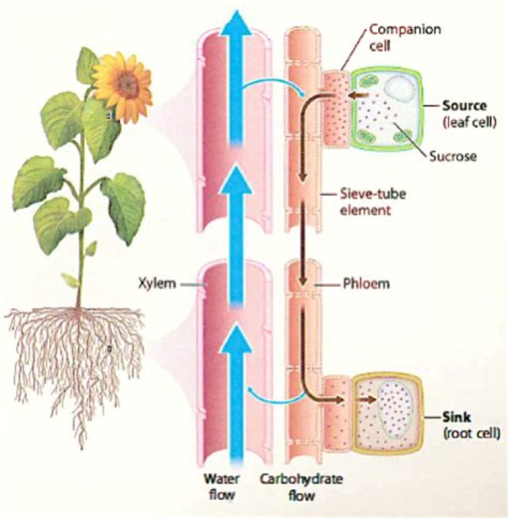 How does a plant store sugars
