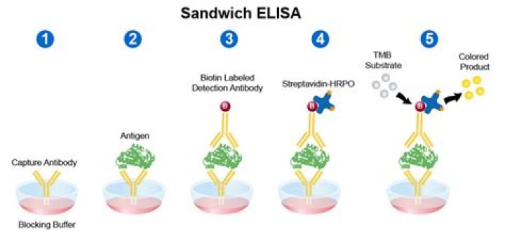 How does a sandwich Elisa work