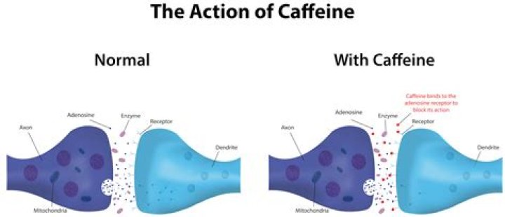 How does caffeine affect the synapse