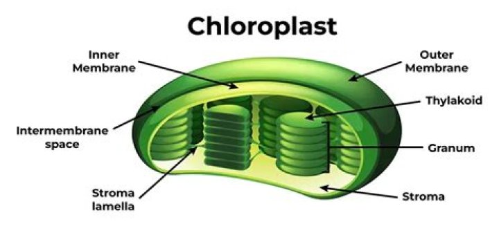 How does carbon dioxide enter the chloroplast