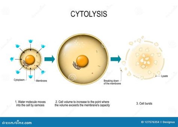 How does cell lysis work