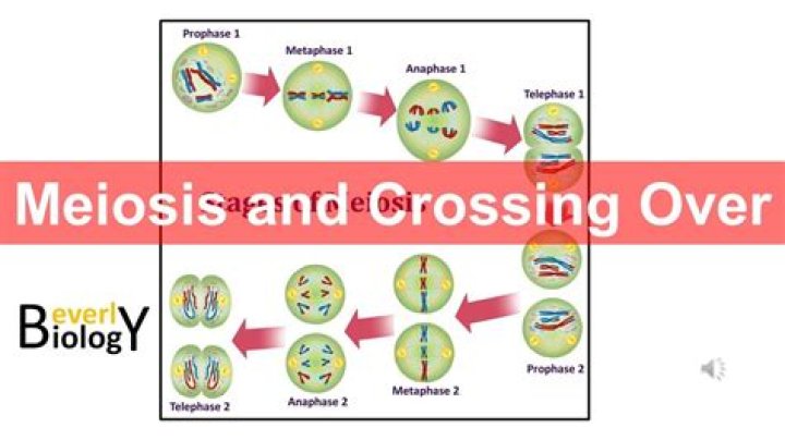 How does crossing over occur in meiosis