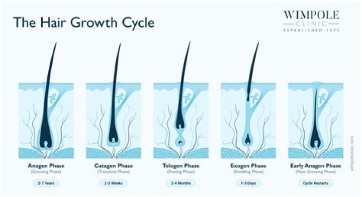 How does hair grow anatomy