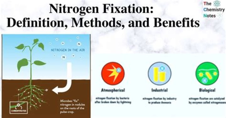 How does nitrogen fixation happen