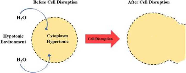 How does osmotic shock work