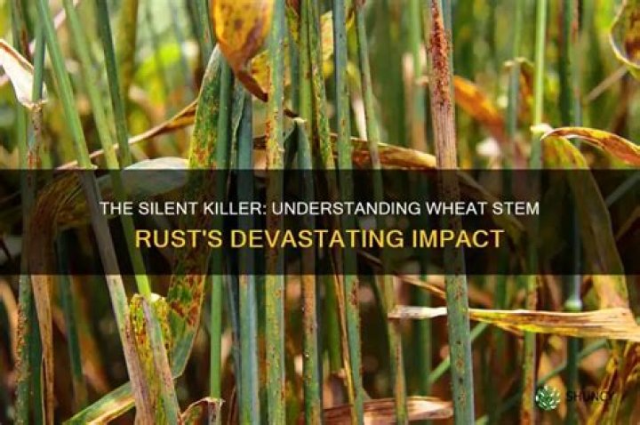How does stem rust spread