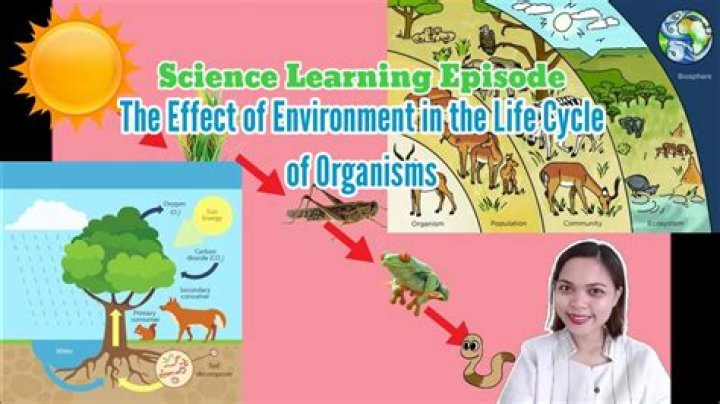 How does the environment influence the appearance of an organism