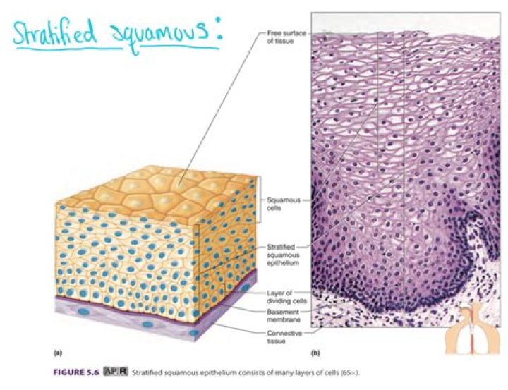 How does the structure of stratified squamous epithelium relate to its function
