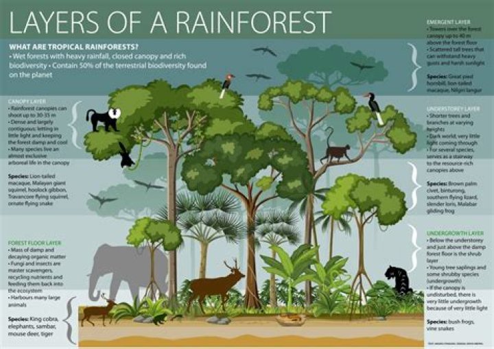 How does vertical stratification affect biodiversity
